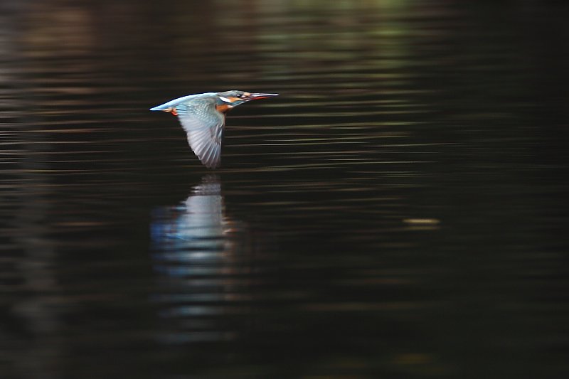 ��̕���