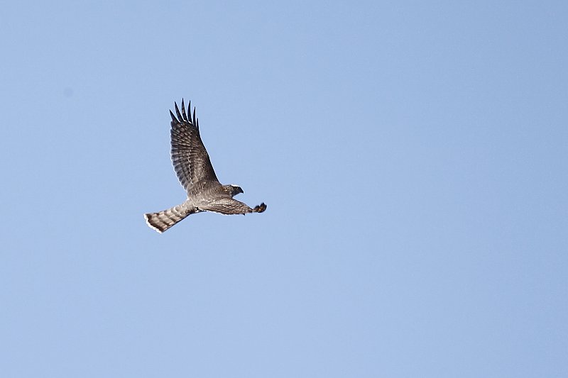 ��̕���