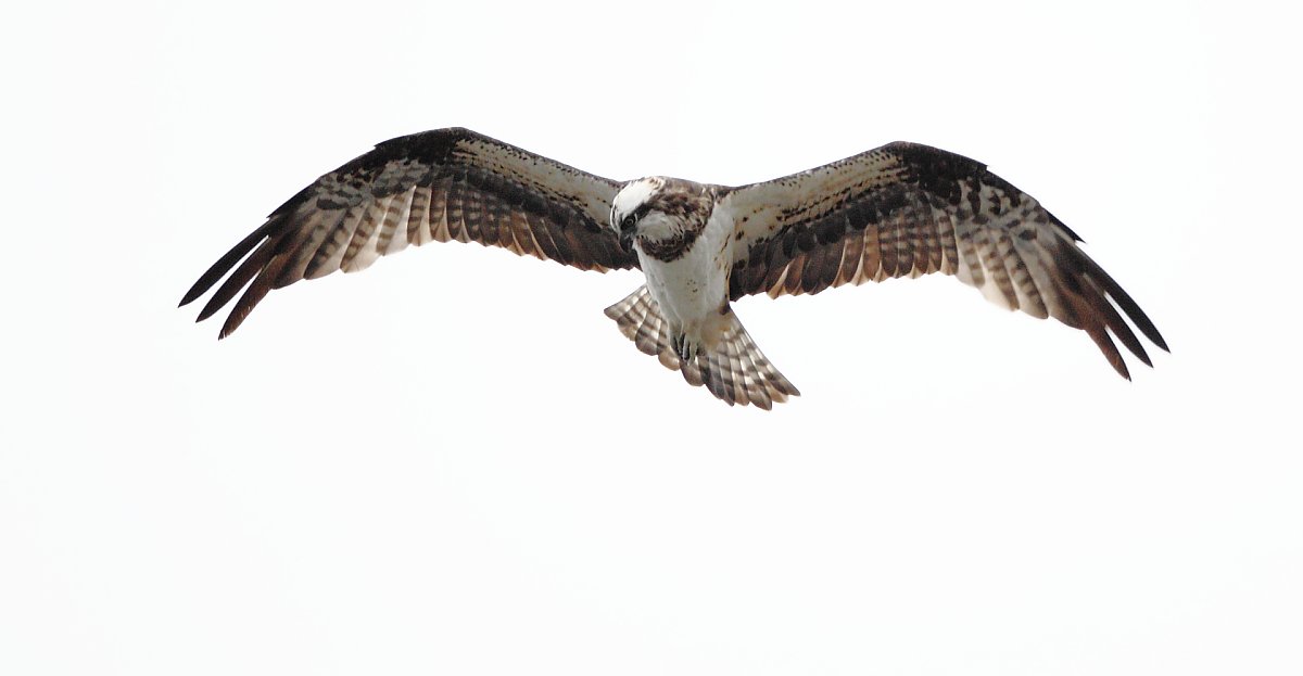 ��̕���