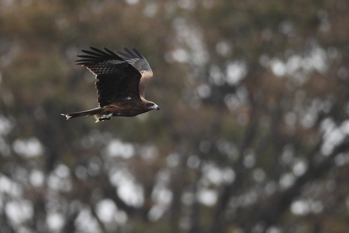 ��̕���