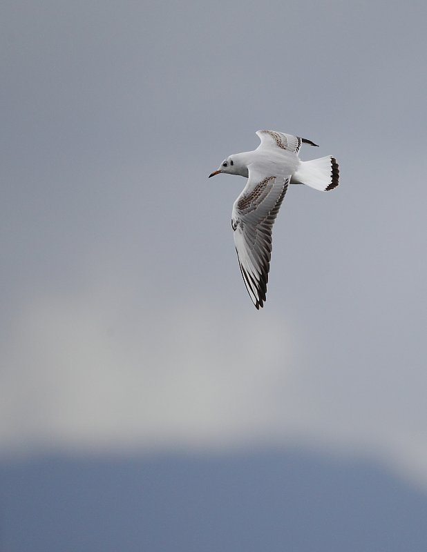 ��̕���