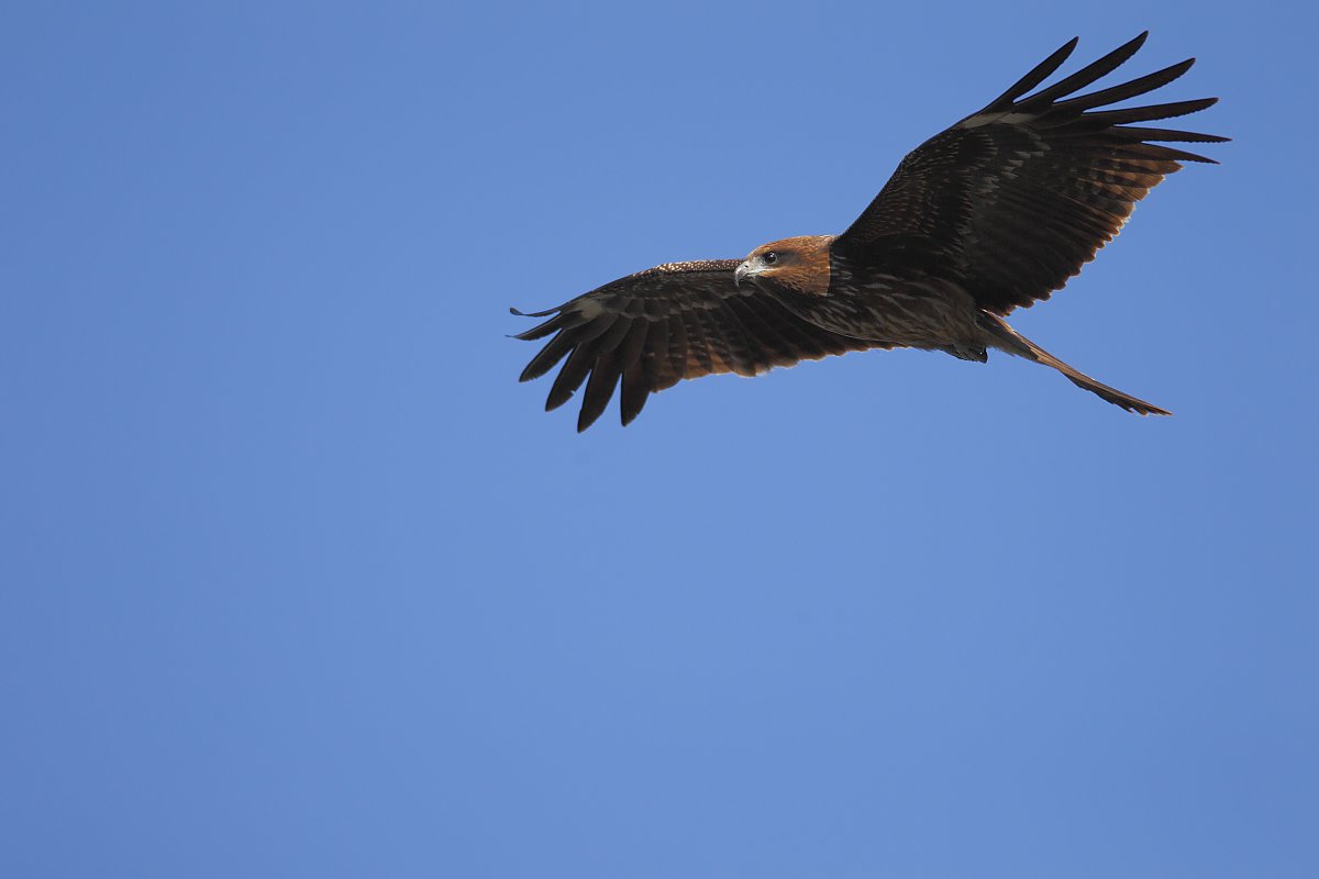 ��̕���