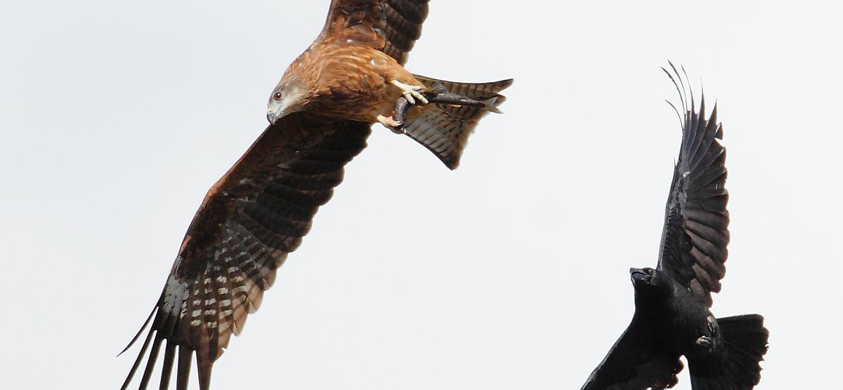 ��̕���