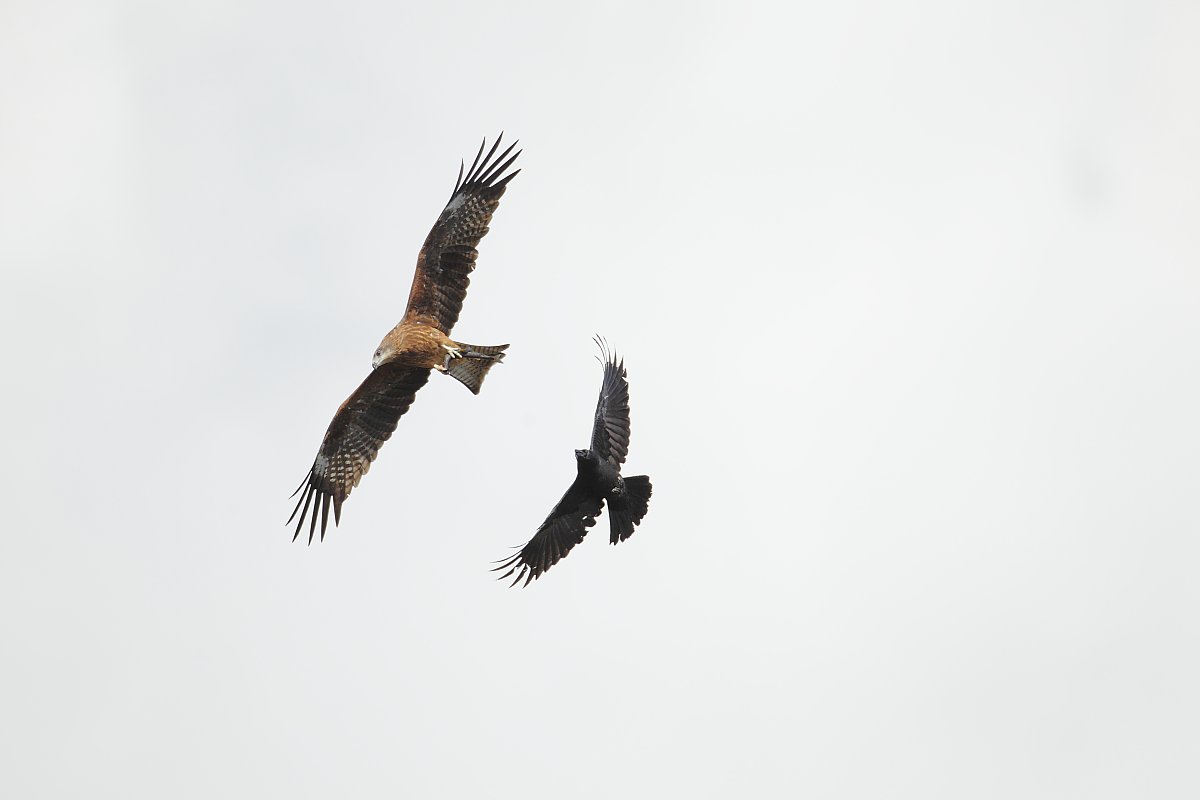 ��̕���