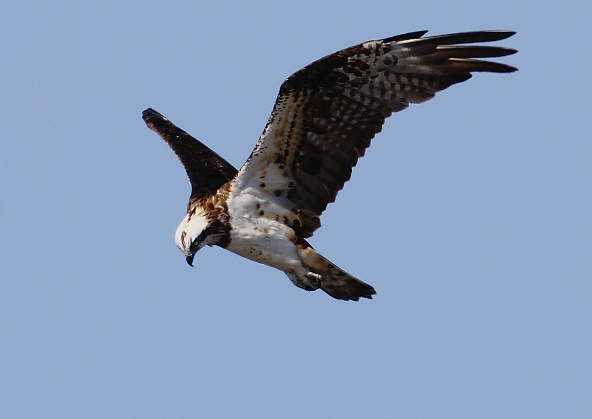 ��̕���