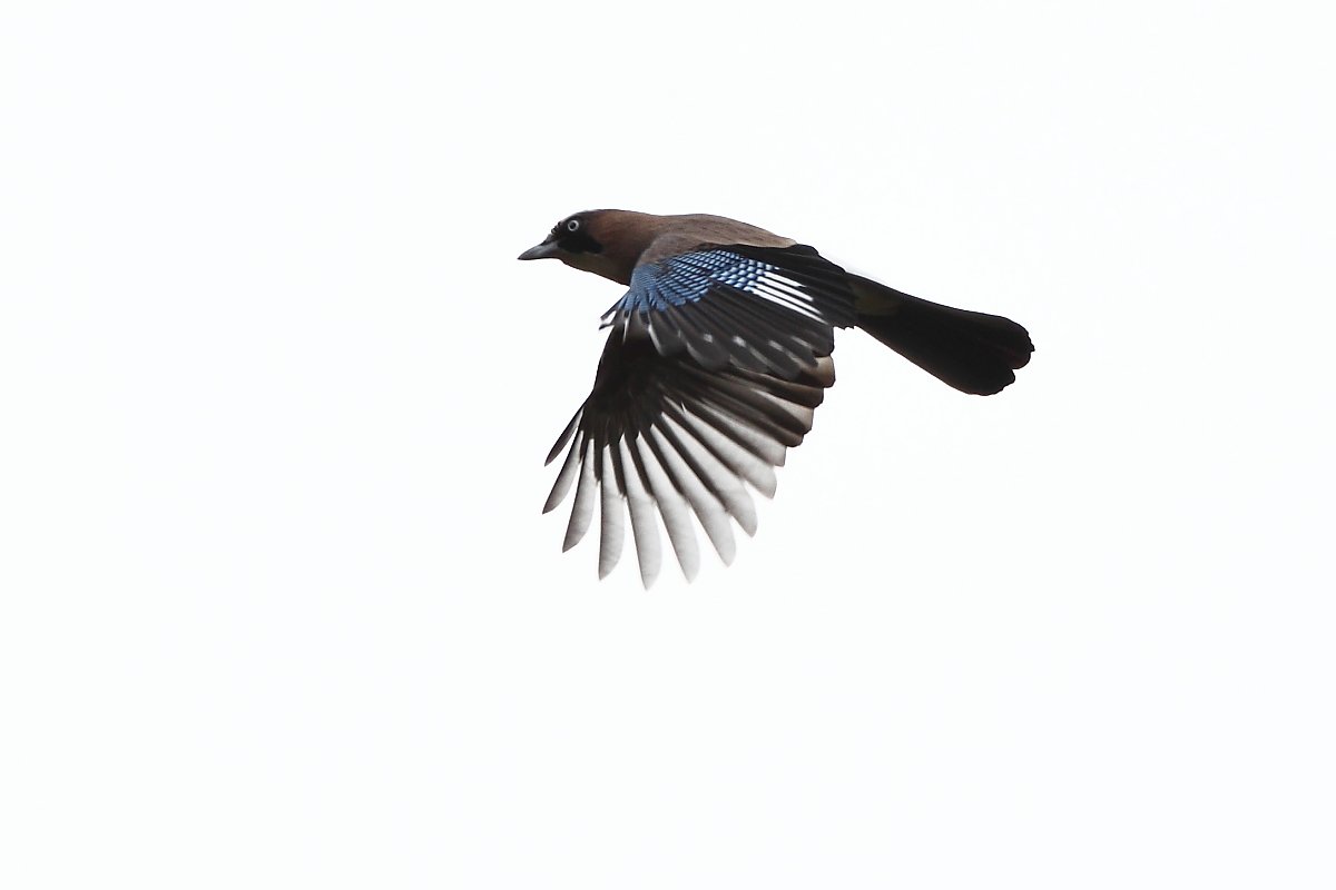 ��̕���