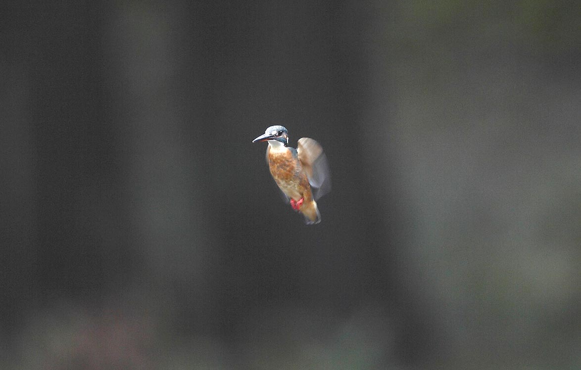 ��̕���