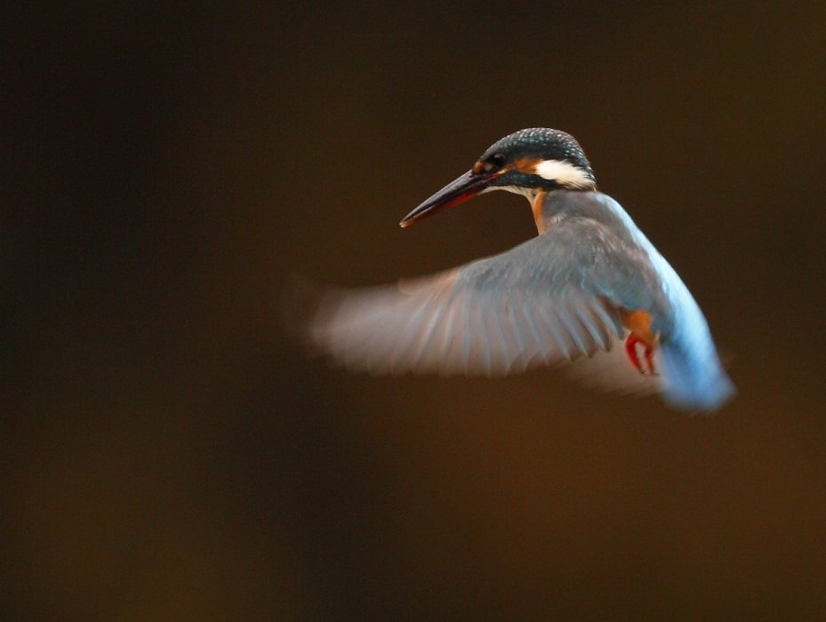 ��̕���