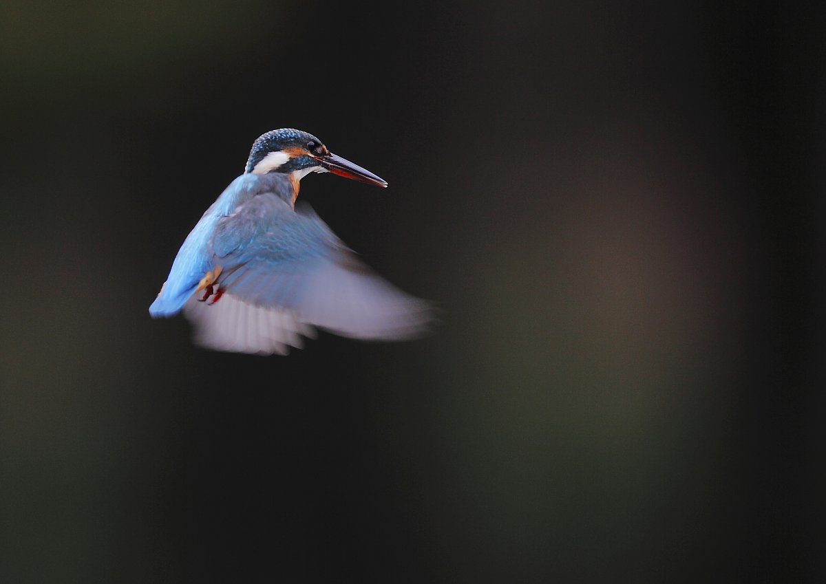 ��̕���