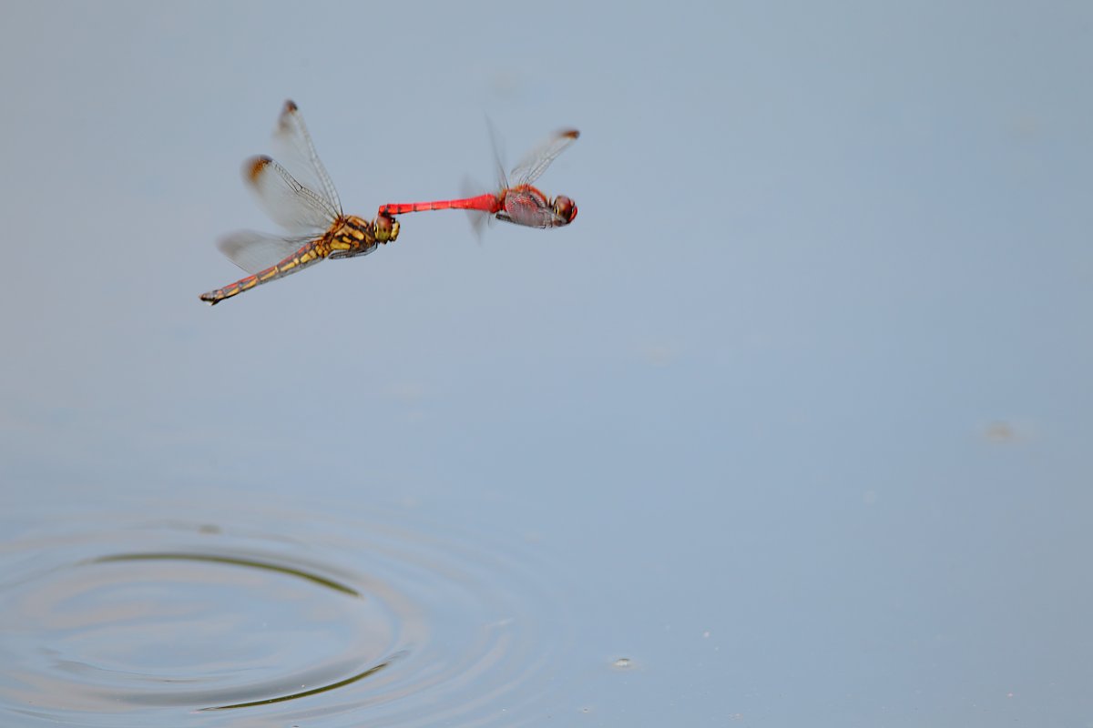 ��̕���