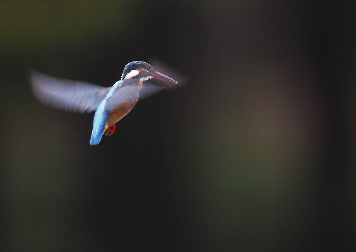 ��̕���