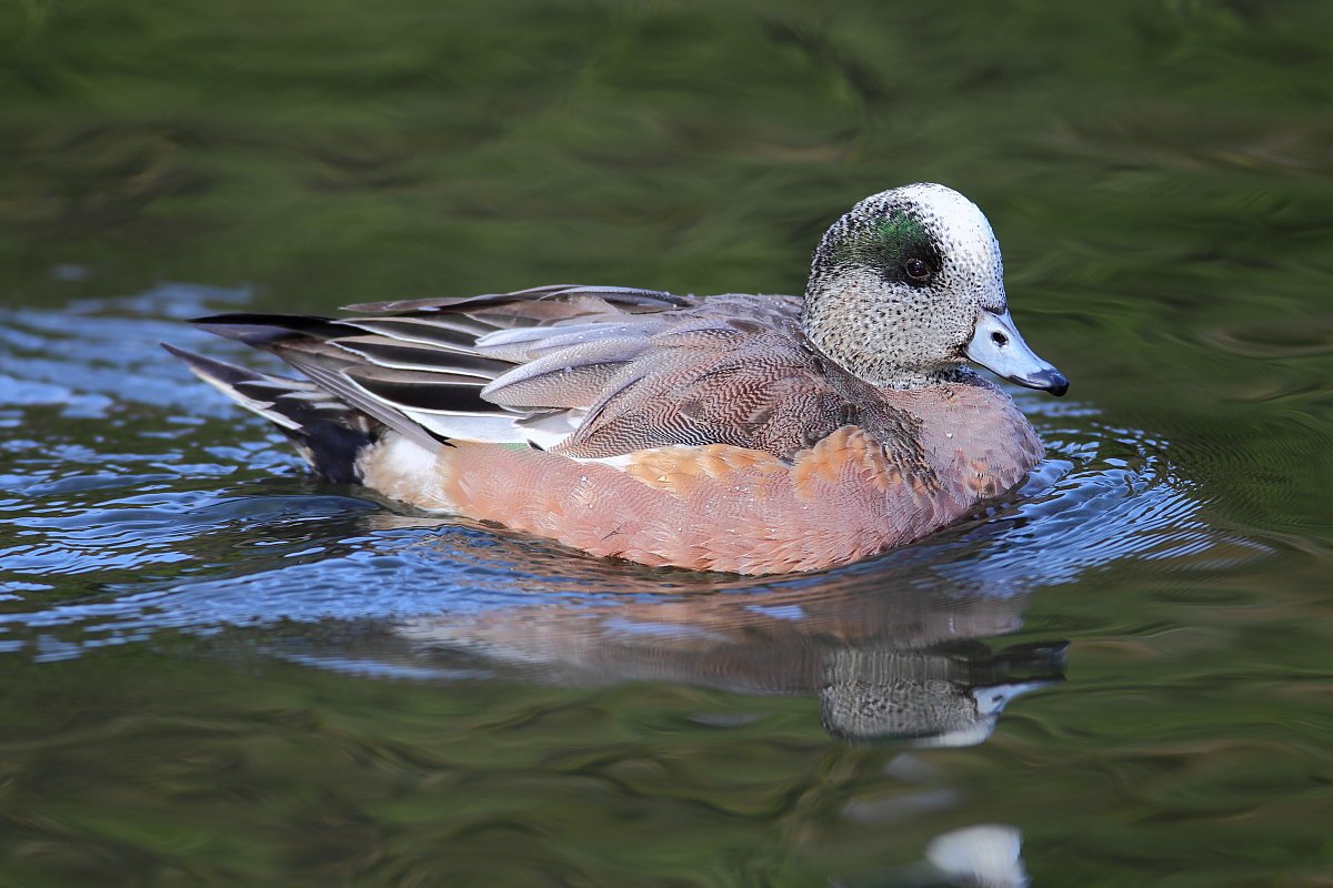 ��̕���