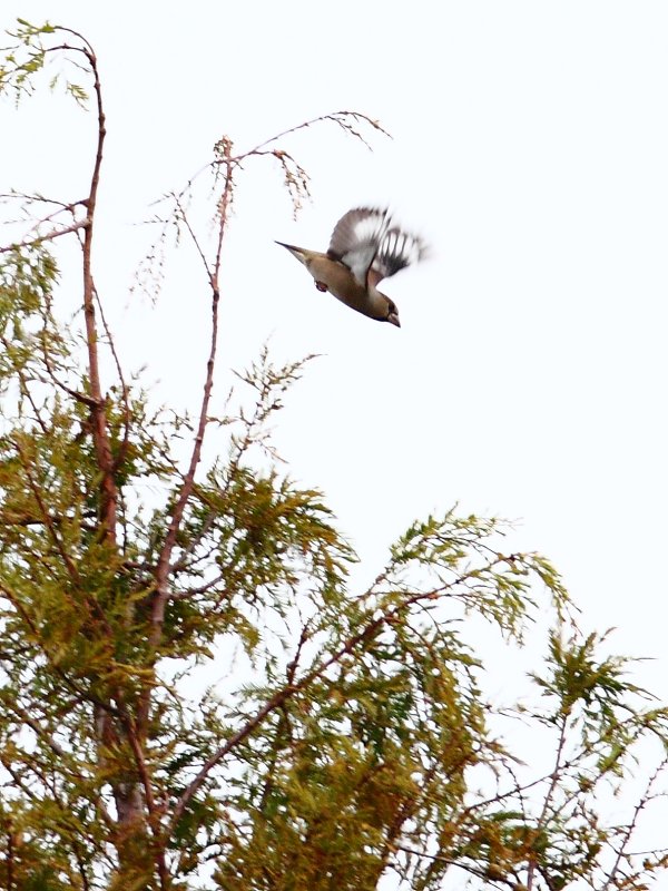 ��̕���