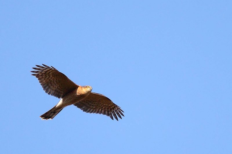 ��̕���