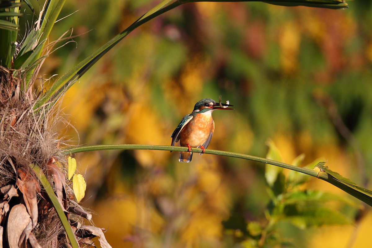 ��̕���