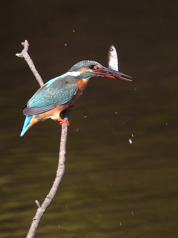 ��̕���