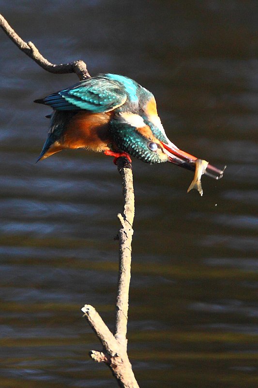 ��̕���