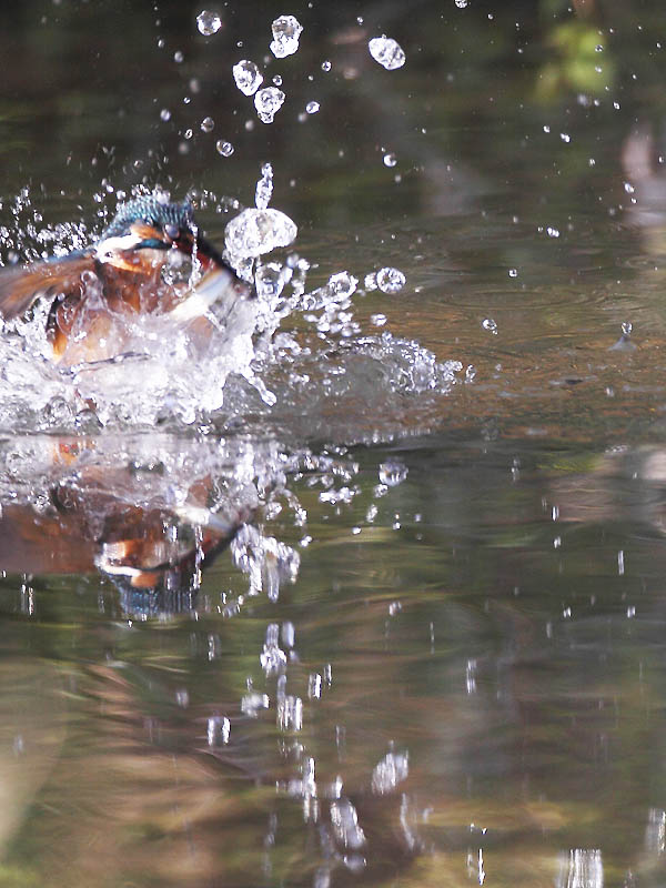 ��̕���