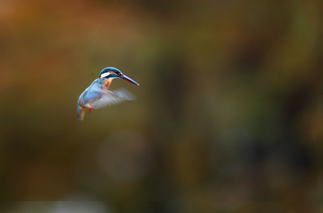 ��̕���