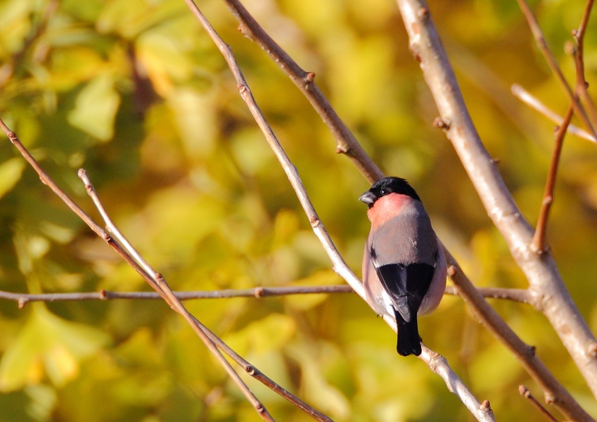 ��̕���