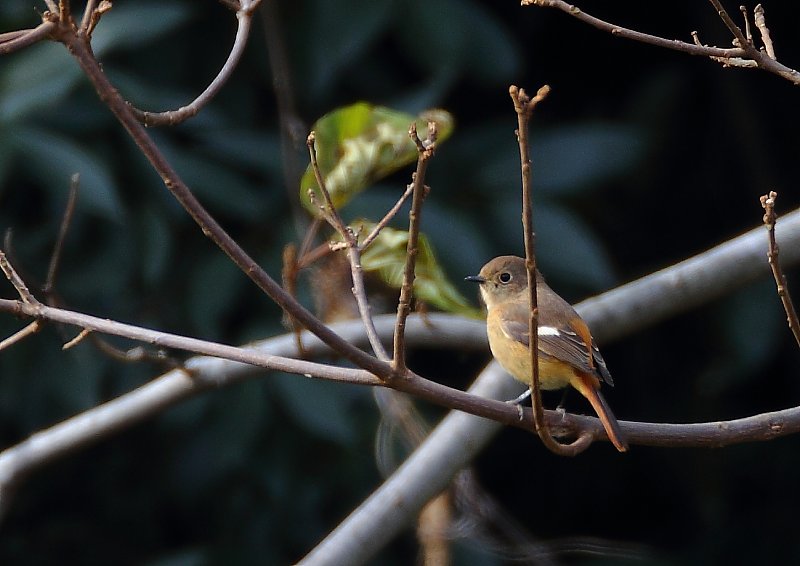 ��̕���