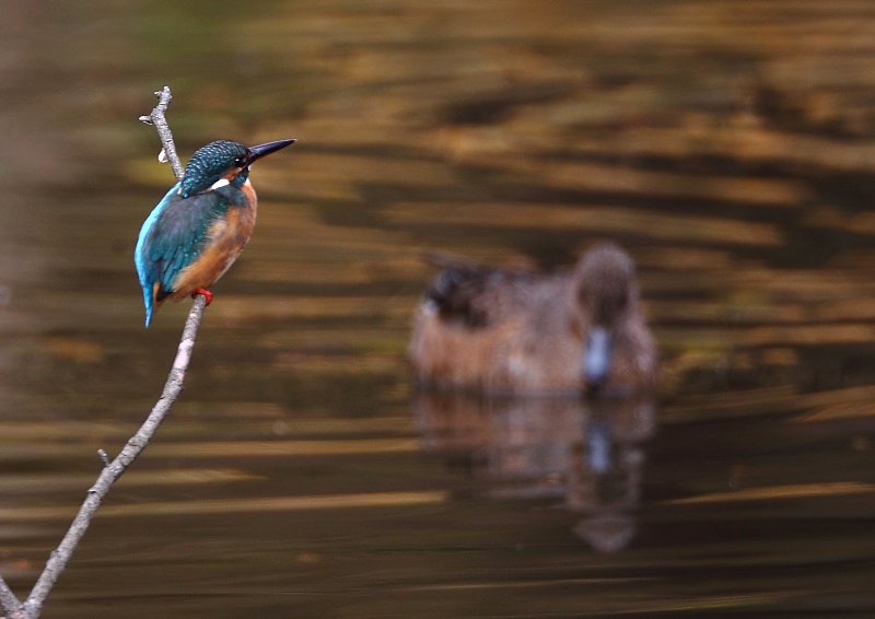 ��̕���