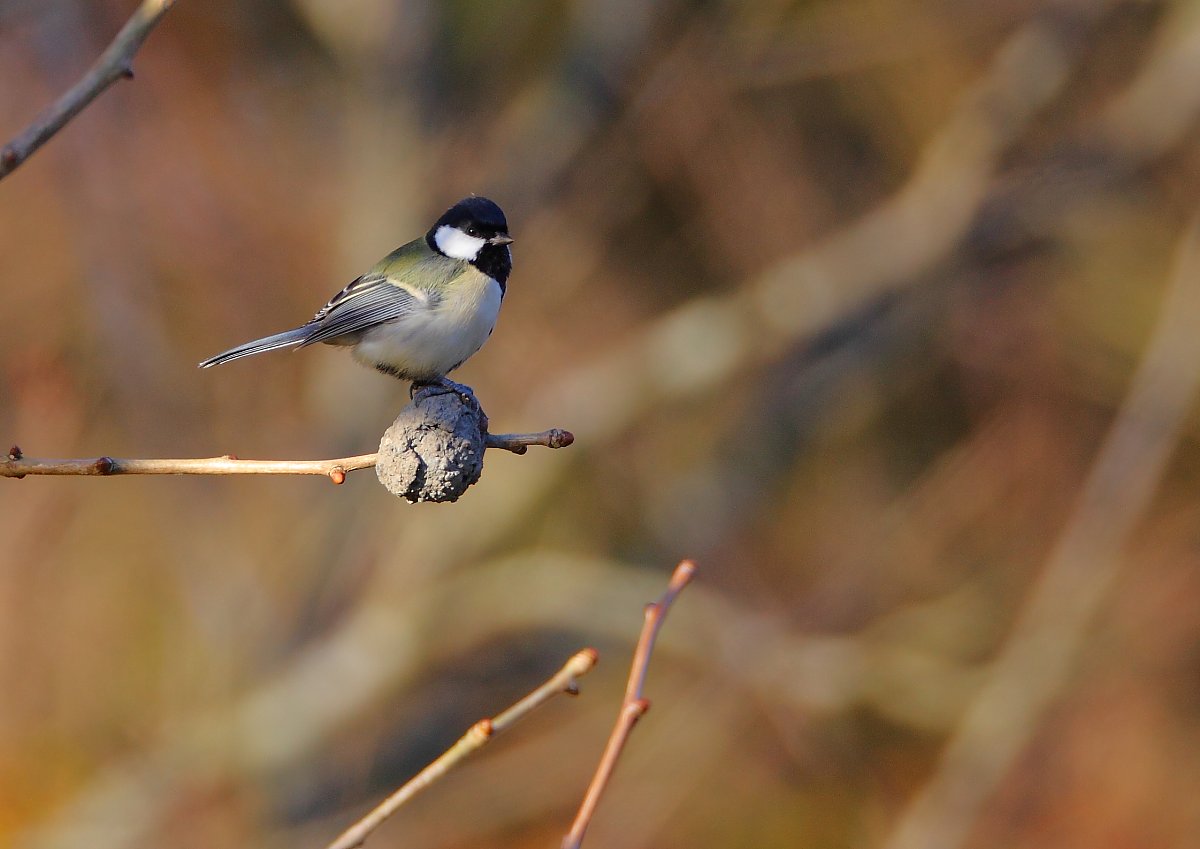 ��̕���