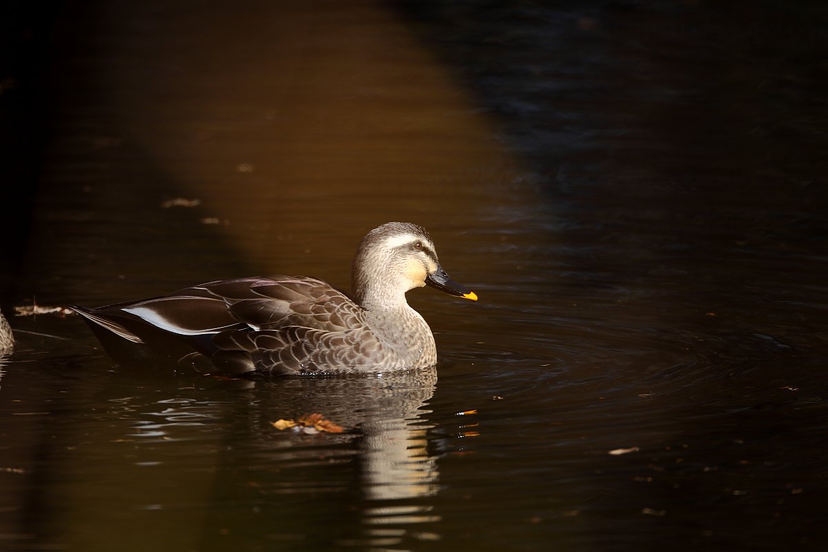 ��̕���