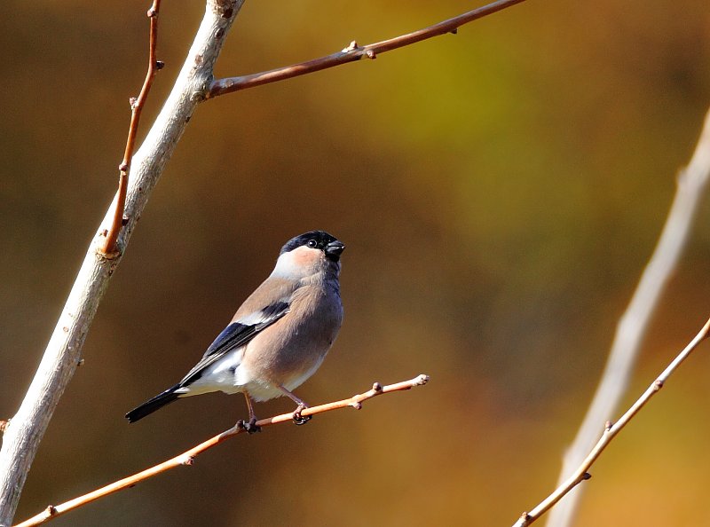 ��̕���