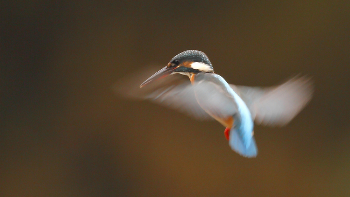 ��̕���