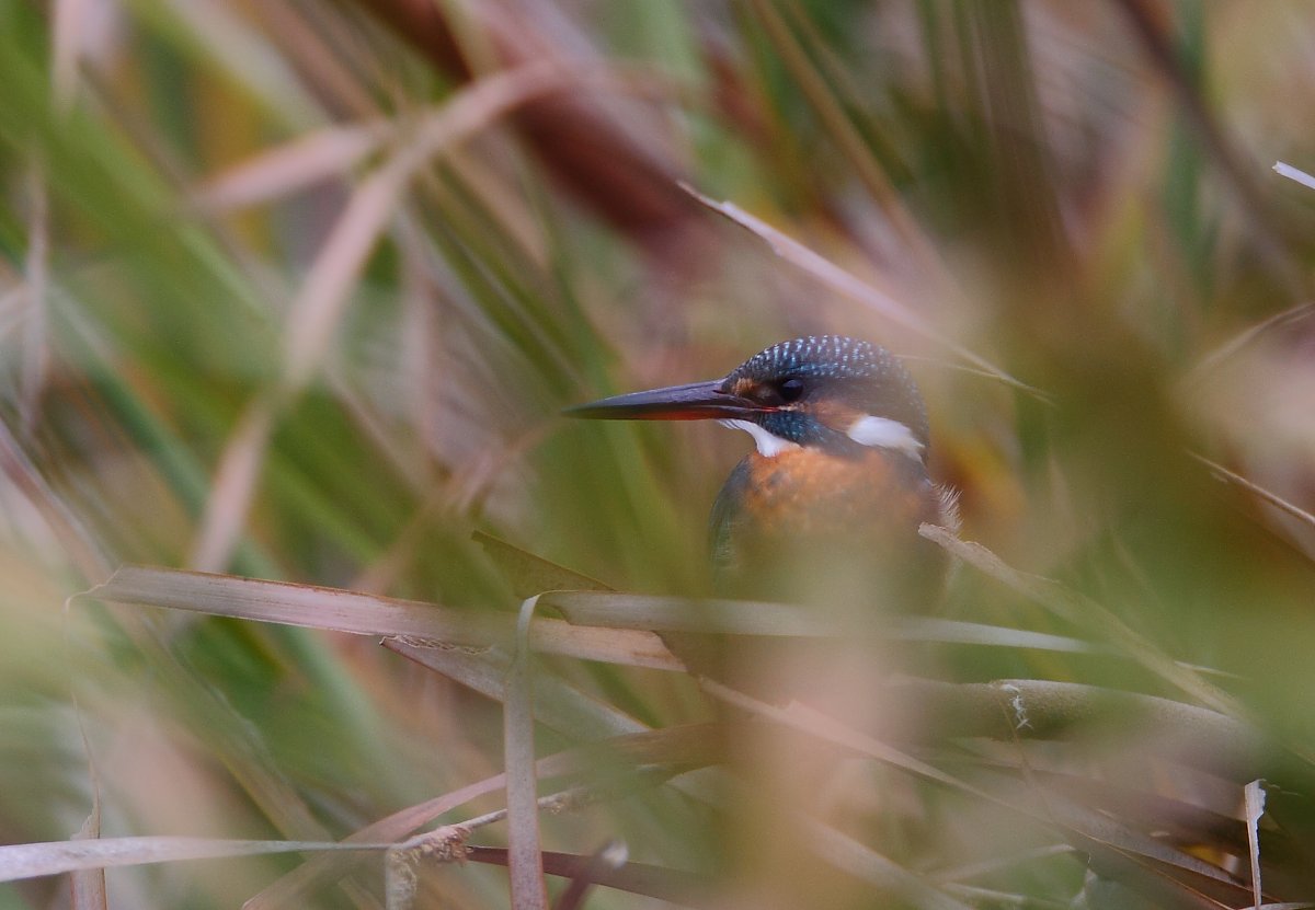 ��̕���