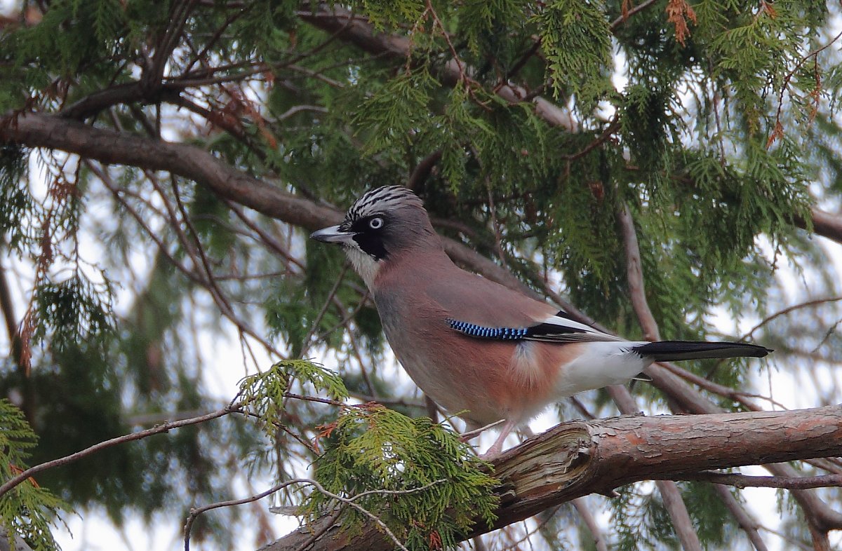 ��̕���