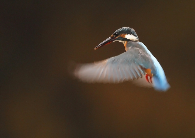 ��̕���