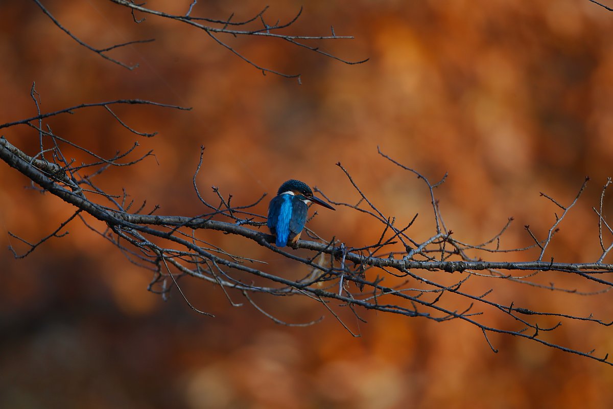 ��̕���