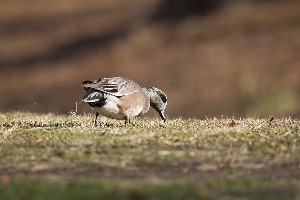 ��̕���