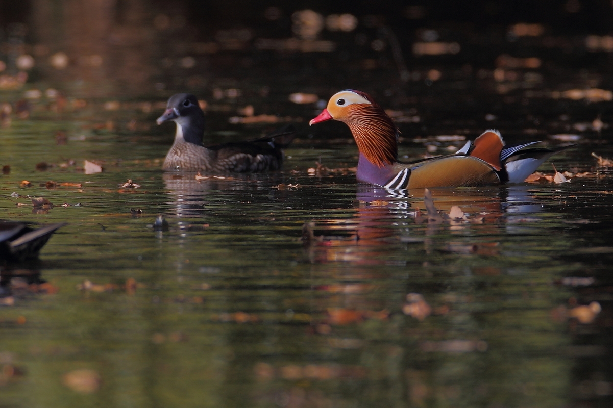 ��̕���