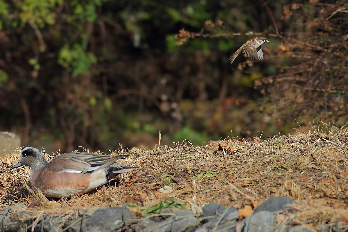 ��̕���