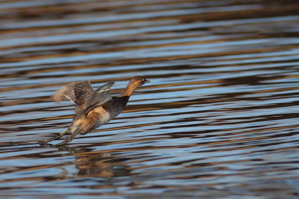 ��̕���