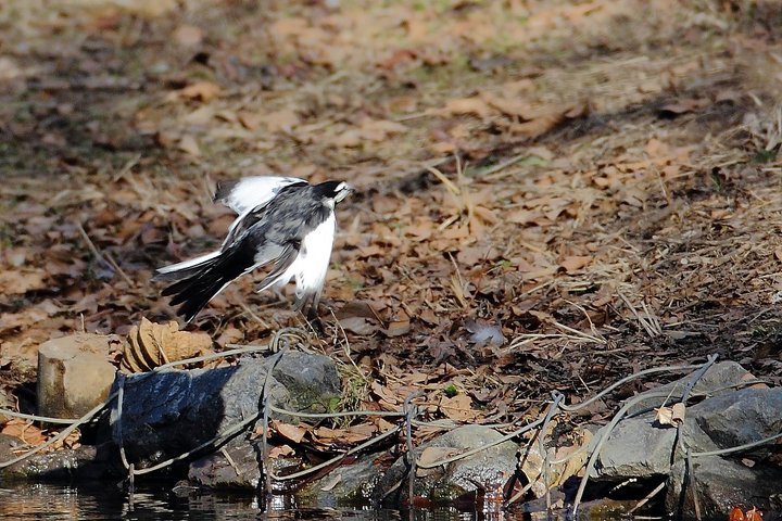 ��̕���