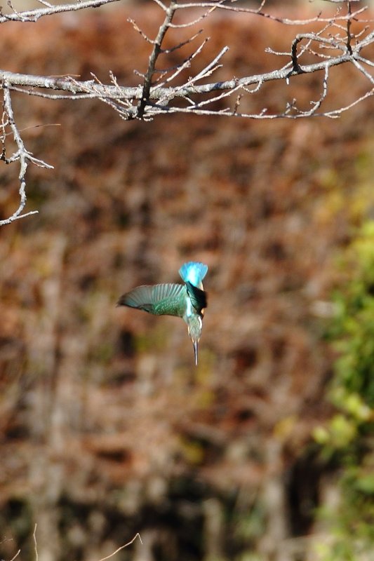 ��̕���