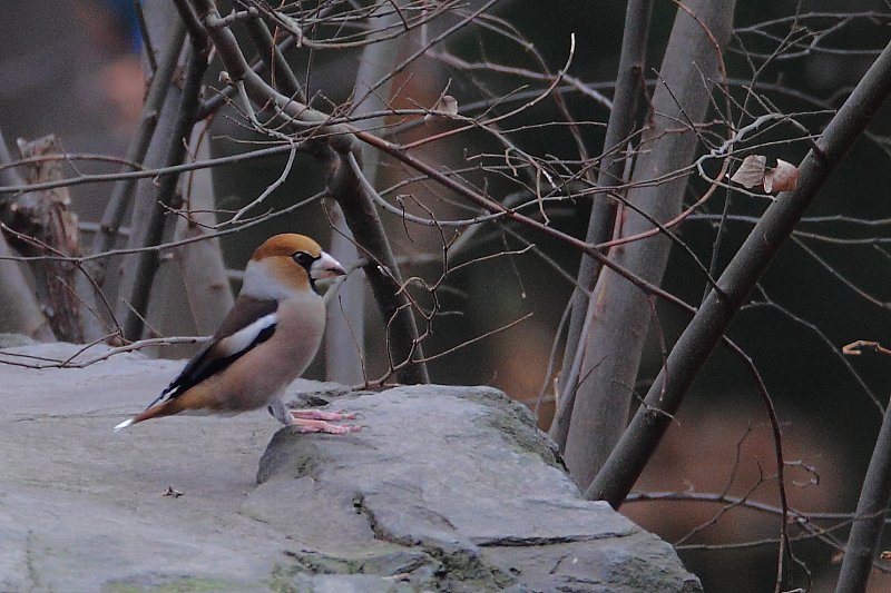 ��̕���