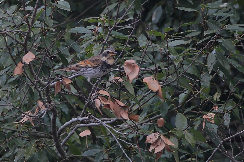 ��̕���