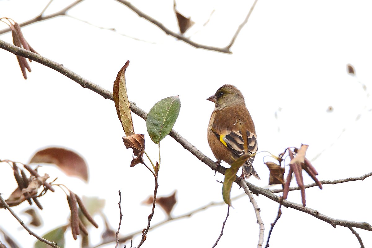 ��̕���