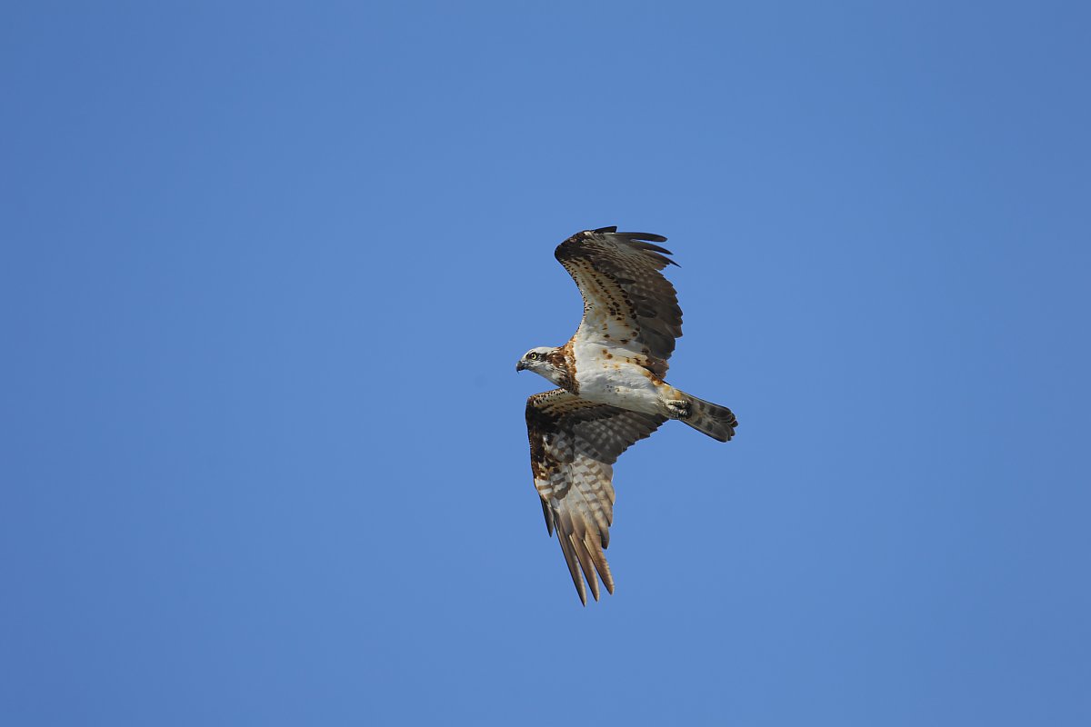 ��̕���