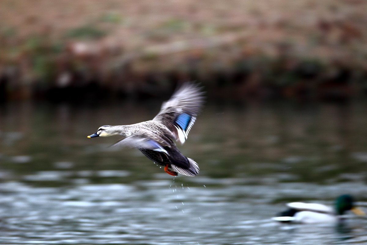 ��̕���