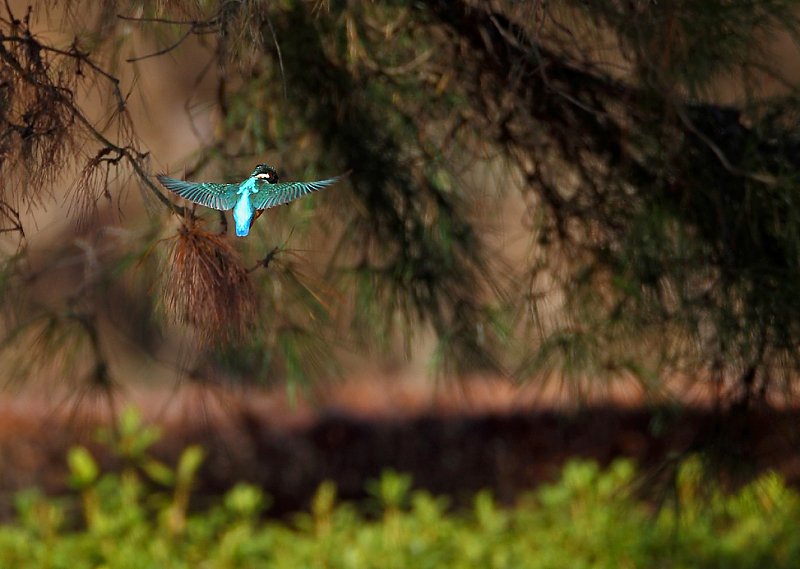 ��̕���