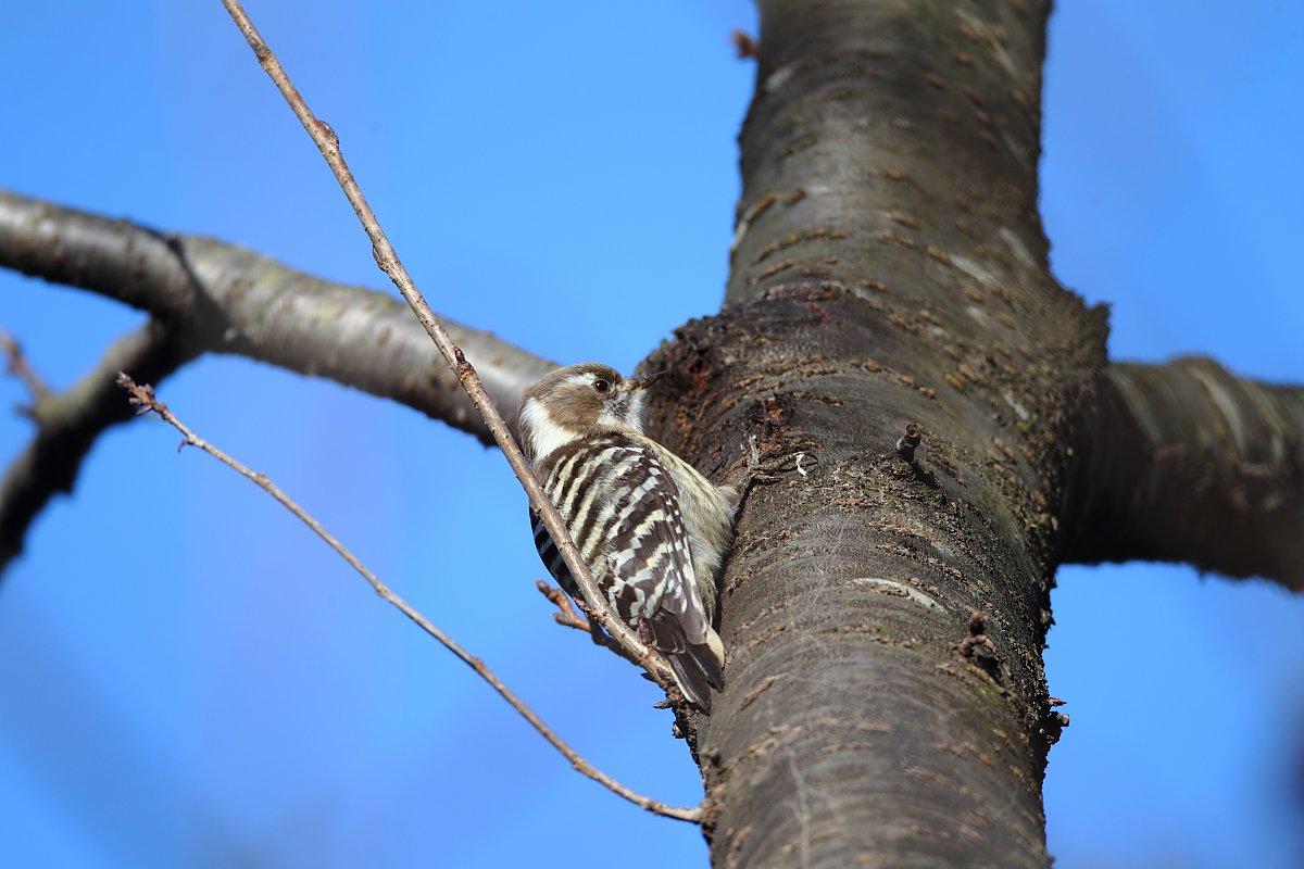 ��̕���