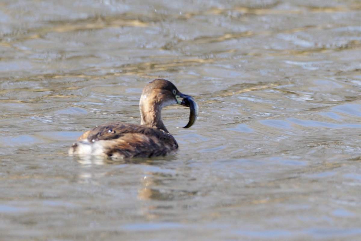 ��̕���