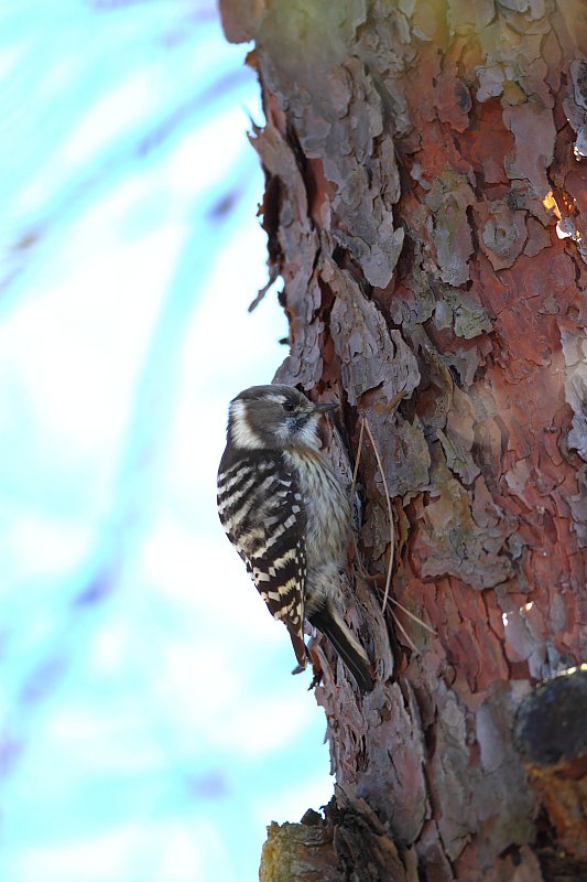 ��̕���