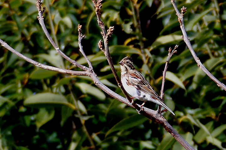 ��̕���